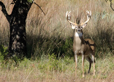 Silver Storm - buck with 21-inch rack