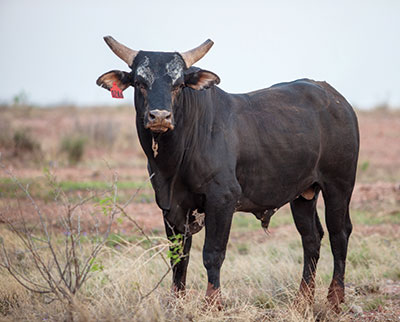 Brown bull with blunt horns