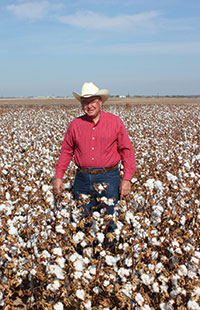 Man in red shirt stands waist deep in a cotton field.