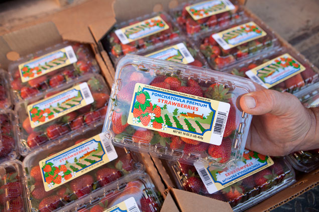 Boxes of Ponchatoula Strawberries