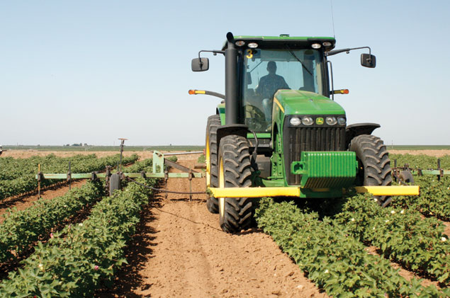 organic cotton field being cultivated