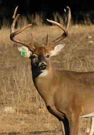 White-tailed buck