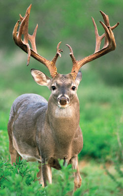 Big buck