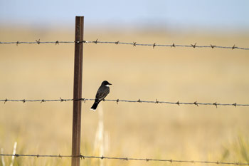 Bird on a boundary