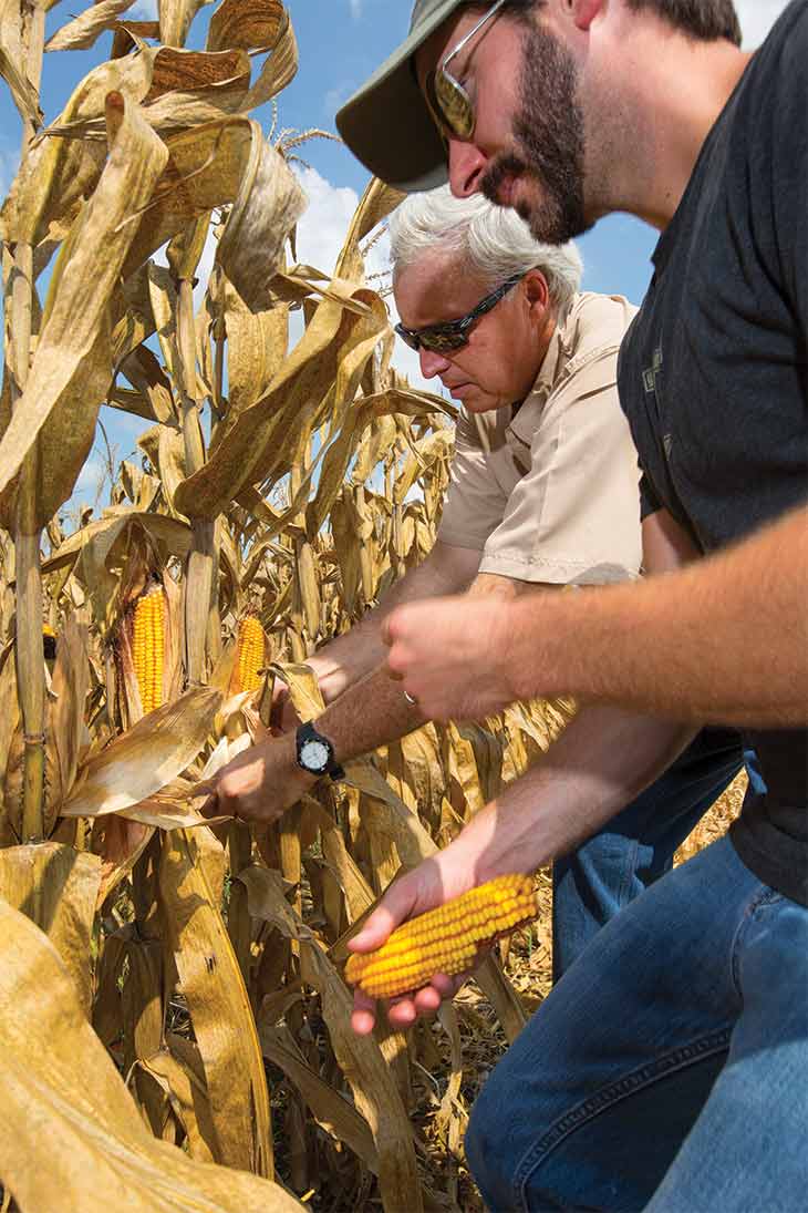 John Sawyer and Rob Arnold discuss corn crop
