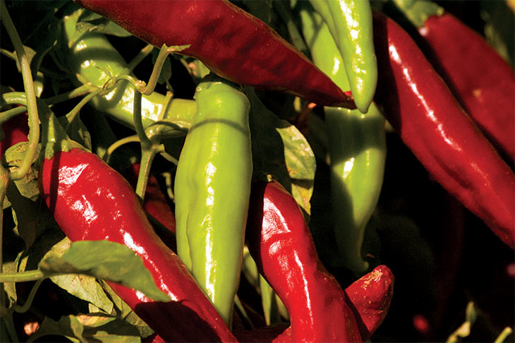 Chile variety 3