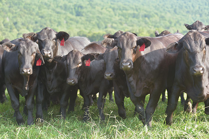 Close to 1,000 head of purebred and commercial cattle graze the pastures at Lake Majestik Farms.
