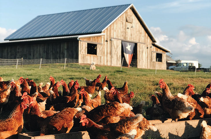Pasture-raised hens soak up the sun near the event barn