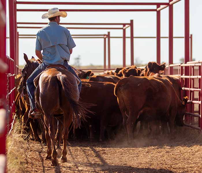 Photo of cowboy on a horse at Guitar Ranch