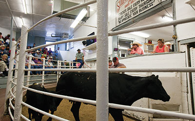 Cattle passing through the sale ring