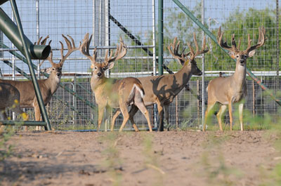 Deer herd