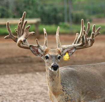 buck with antlers