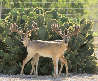 Two deer with cactus