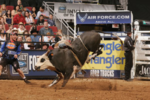 A rodeo bull named The Grand Illusion