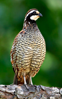 A quail