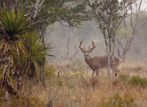 Deer standing in grass