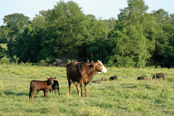 Cows with hogs behind them