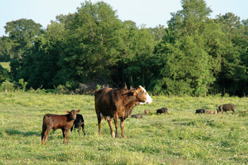 Cows with hogs behind them