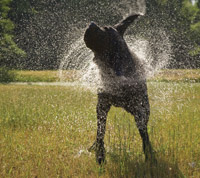 Dog shaking dry