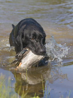 Bear (dog) with duck in mouth