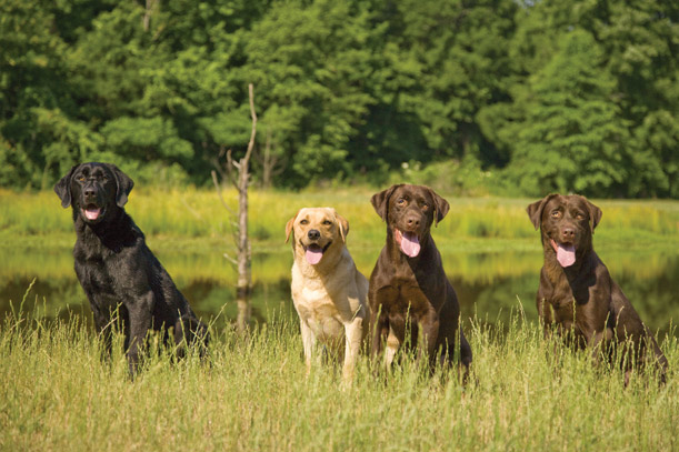 Doggie class photo in field