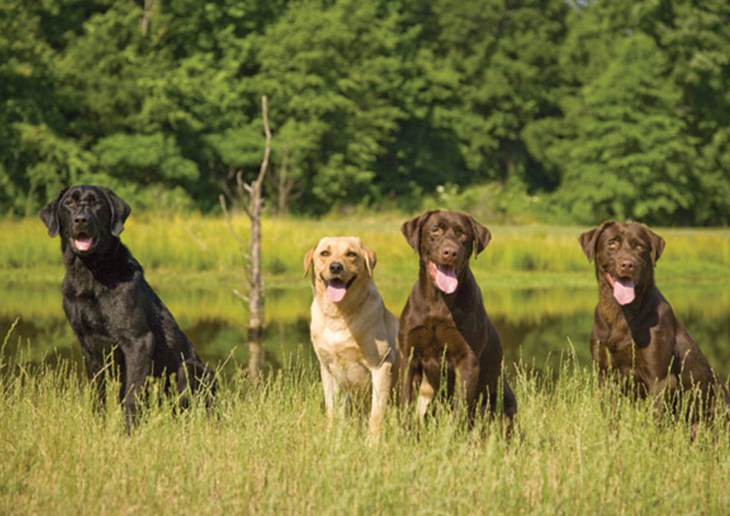 Doggie class photo