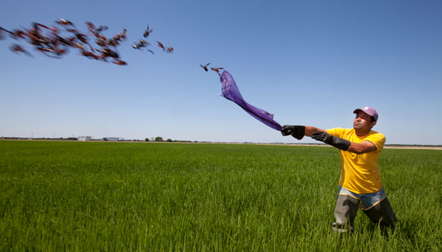 Worker stocking rice field with crawfish