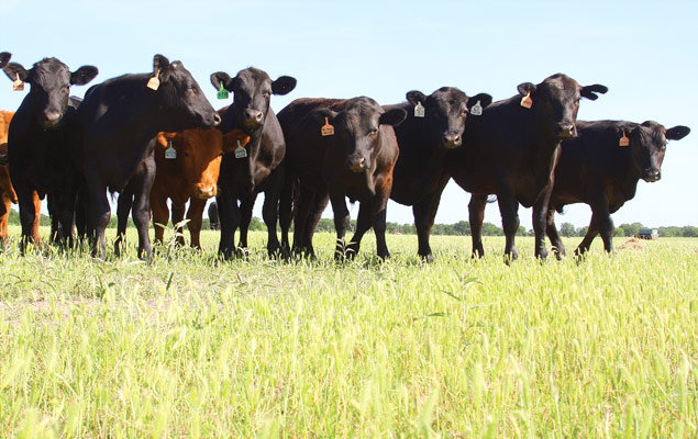 Cattle in field.