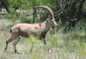 Nubian Ibex