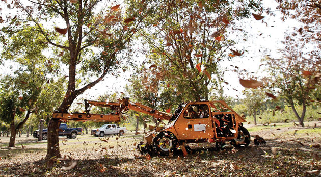 Shaking the pecan trees