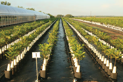 Pecan tree nursery