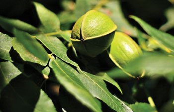 Pecans on a tree