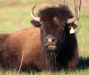 a buffalo on the Dos Plumas Ranch