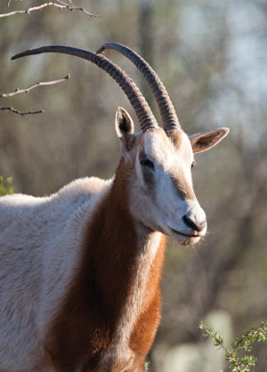 scimitar-horned oryx