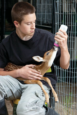 Austin Harp feeding a fawn