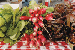 Organic vegetables in a red and white checkered tablecloth