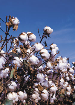 Raw Cotton