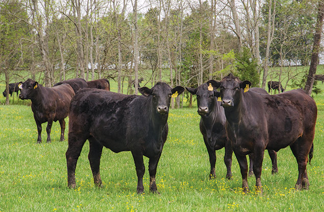 Ultrablack Brangus herd