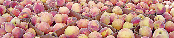 Boxes of peaches