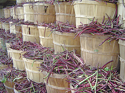 Baskets of purple hull peas