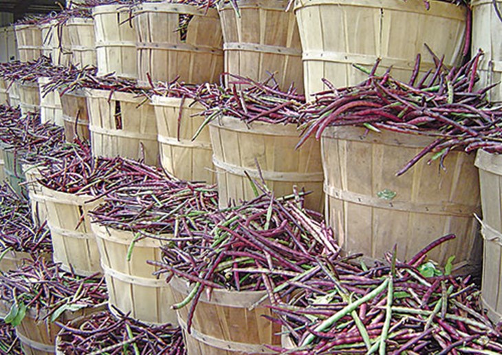 Baskets of purple hull peas