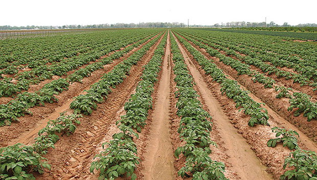 Produce growing in plowed field