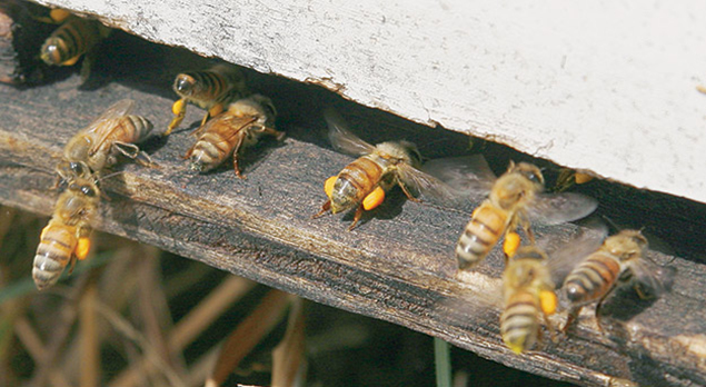 Female worker bees deposit nectar and pollen.