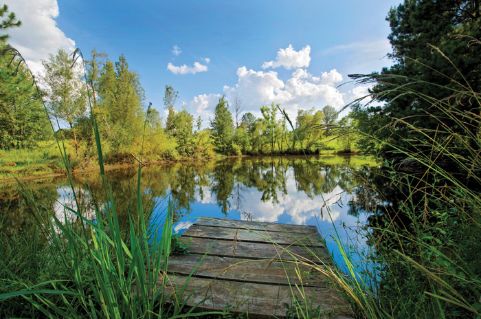 Peaceful Pond