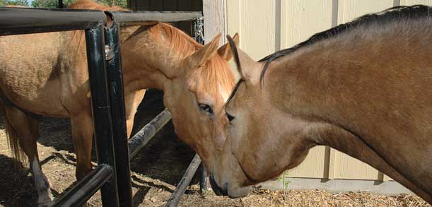 Habitat for Horses