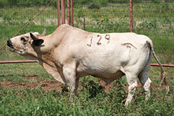 White bull with numbers on him. 