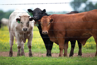 Harrington Cattle