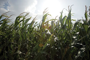 Cornfield