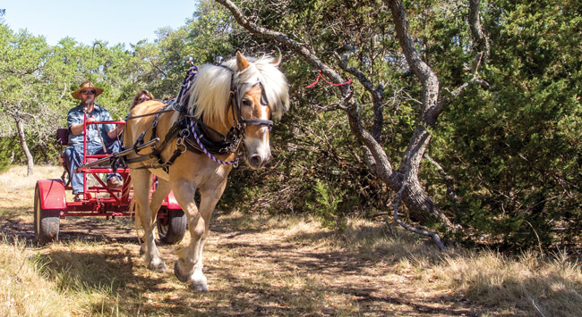 Belgian Mare pulling cart on FourWinds trail