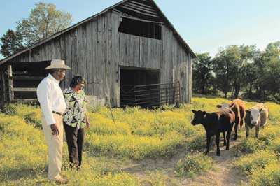 Freemans check their cattle